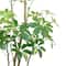 5ft. Potted Variegated Schefflera Tree by Ashland®